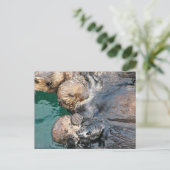 Carte Postale Loutres de mer dans des enclos de capture (Debout devant)