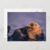 Carte Postale Loutres de mer, Enhydra lutris (Devant / Derrière)