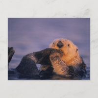 Loutres de mer, Enhydra lutris