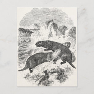 Carte Postale Loutres de mer vintages 1800 Otter Illustration