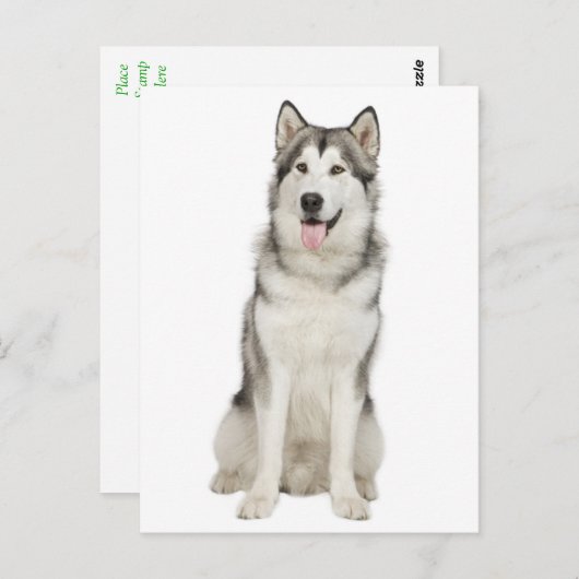 Carte postale Love Alaskan Malamute Chien Chien Ch (Devant / Derrière)