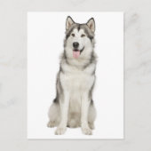 Carte postale Love Alaskan Malamute Chien Chien Ch (Devant)