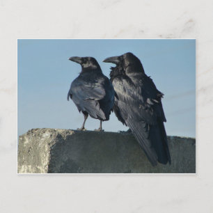 Carte Postale Love Birds