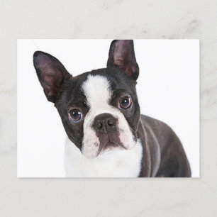 Carte Postale Love Boston Terrier Chien chiot