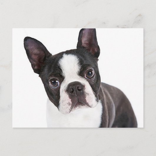 Carte Postale Love Boston Terrier Chien chiot (Devant)