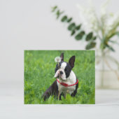 Carte Postale Love Boston Terrier Chien chiot Puppy Pensez à vou (Debout devant)