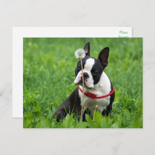 Carte Postale Love Boston Terrier Chien chiot Puppy Pensez à vou (Devant / Derrière)