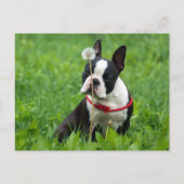 Carte Postale Love Boston Terrier Chien chiot Puppy Pensez à vou (Devant)