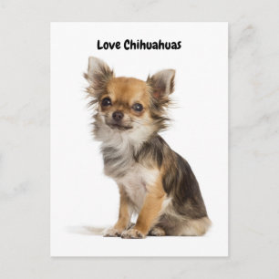 Carte Postale Love Chihuahuas