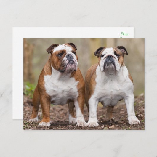 Carte Postale Love English Bulldog Chien Chien Chien Chien Pot C (Devant / Derrière)