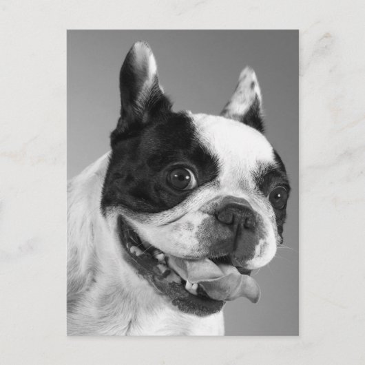 Carte Postale Love French Bulldog Chien Chien Chien Chien Pot Ca (Devant)