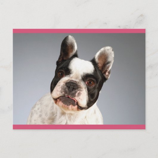 Carte Postale Love French Bulldog Chien Chien Chien Chien Pot Ca (Devant)