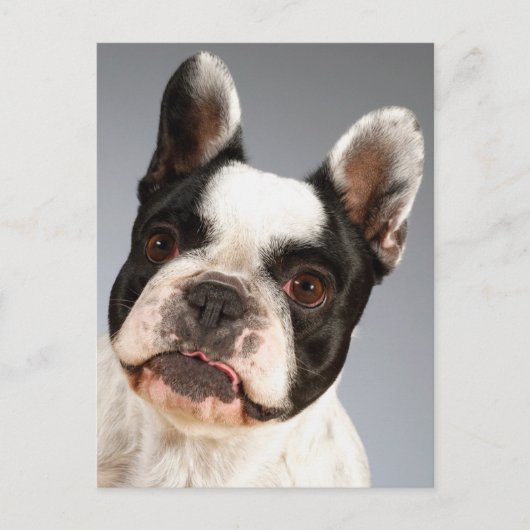 Carte Postale Love French Bulldog Chien Chien Chien Chien Pot Ca (Devant)