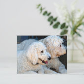 Carte Postale Love Goldendoodles (Debout devant)