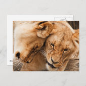 Carte Postale Love Lions bouddhiste faune (Devant / Derrière)