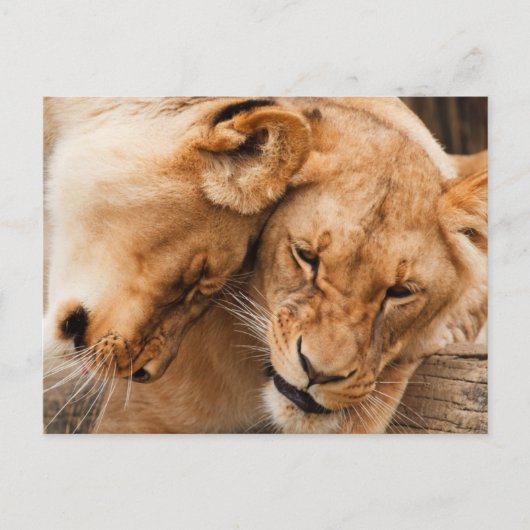 Carte Postale Love Lions bouddhiste faune (Devant)