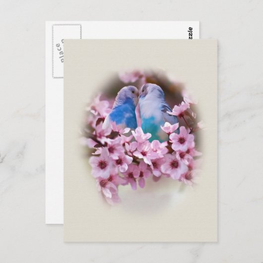 Carte postale Love Parakeets (Devant / Derrière)