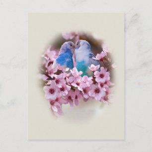 Carte postale Love Parakeets