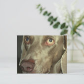 Carte postale Love Weimeraner (Debout devant)