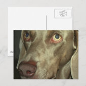 Carte postale Love Weimeraner (Devant / Derrière)