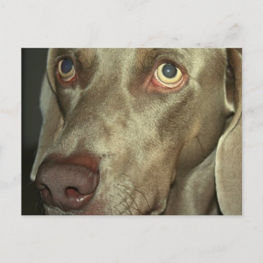 Carte postale Love Weimeraner (Devant)