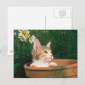 Carte Postale Lovely Kitten 54 (Devant / Derrière)