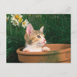 Carte Postale Lovely Kitten 54