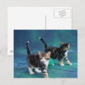 Carte Postale Lovely Kitten 61 (Devant / Derrière)