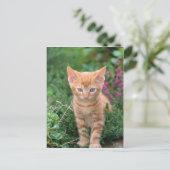Carte Postale Lovely Kitten 7 (Debout devant)