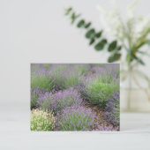 Carte Postale Lovely Lavender (Debout devant)