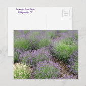 Carte Postale Lovely Lavender (Devant / Derrière)