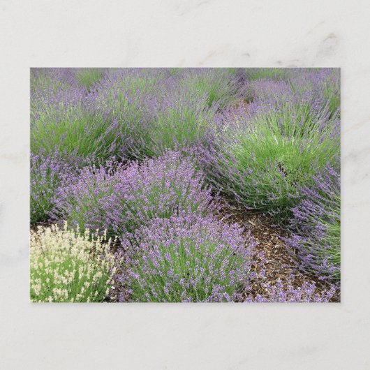Carte Postale Lovely Lavender (Devant)