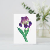 Carte Postale Lovely Purple Dutch Iris (Debout devant)