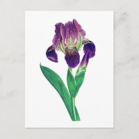 Lovely Purple Dutch Iris
