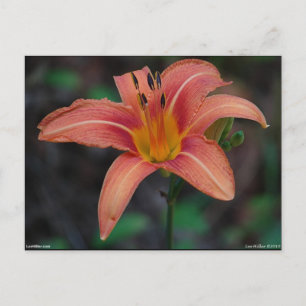 Carte Postale Lovely Tawny Daylily Vêtements et cadeaux