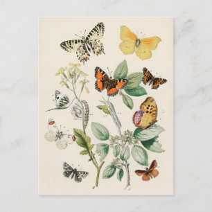Carte Postale Lovely vintage illustration of butterflies