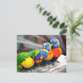 Carte Postale Lovey Dovey Parrots (Debout devant)