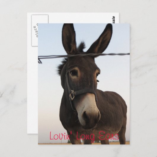 Carte Postale Lovin's Long Ears (Devant / Derrière)