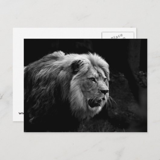 Carte Postale löwe (Devant / Derrière)