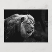 Carte Postale löwe (Devant)