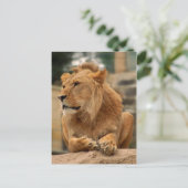 Carte Postale Löwe mit Punkerfrisur (Debout devant)