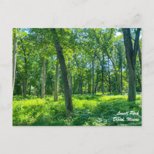 Carte postale Lowell Park Dixon Illinois