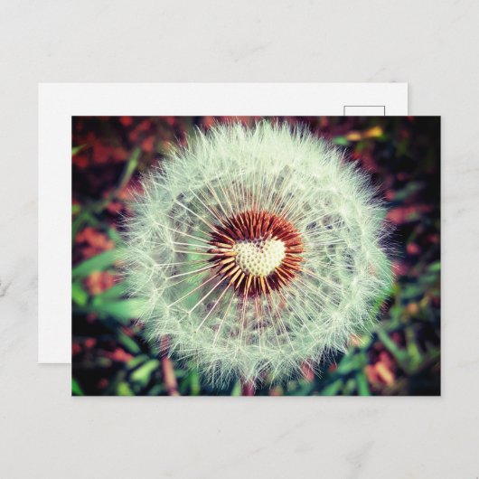 Carte Postale Löwenzahn (Devant / Derrière)