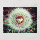 Carte Postale Löwenzahn (Devant)