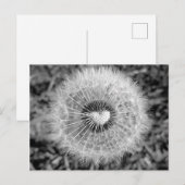 Carte Postale Löwenzahn (Devant / Derrière)