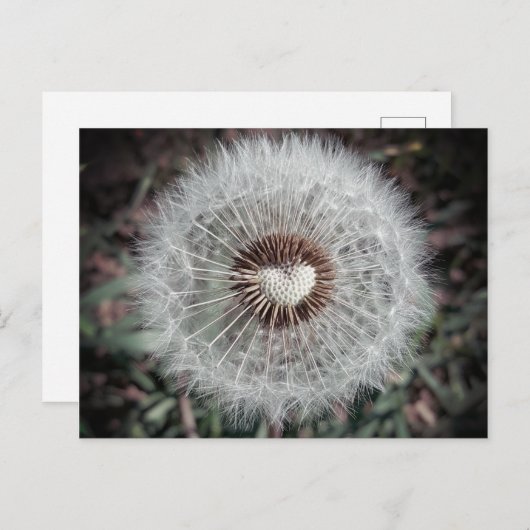 Carte Postale Löwenzahn (Devant / Derrière)