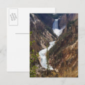 Carte Postale Lower Falls Yellowstone (Devant / Derrière)