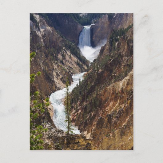 Carte Postale Lower Falls Yellowstone (Devant)