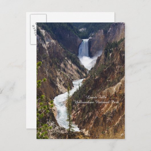 Carte Postale Lower Falls Yellowstone (Devant / Derrière)