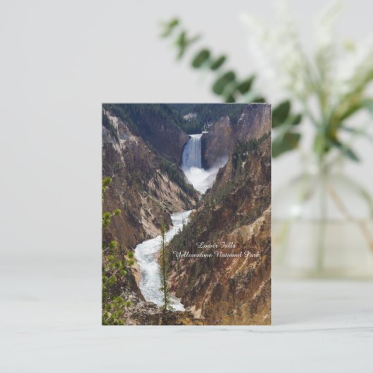 Carte Postale Lower Falls Yellowstone (Debout devant)